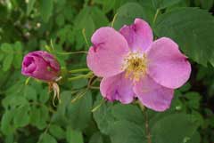 Rosa blanda Labrador Rose, Smooth rose, Hispid rose
