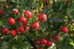 Rosa carolina Pasture Rose, Carolina rose Rosa carolina Pasture Rose, Carolina rose