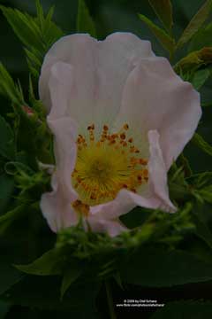 Rosa corymbifera Dog rose Rosa corymbifera Dog rose