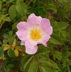 Rosa dumalis Rosa dumalis
