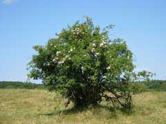 Rosa dumalis Rosa dumalis