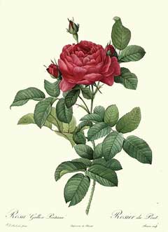 Rosa gallica French Rose
