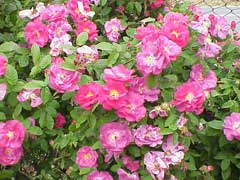 Rosa gallica French Rose