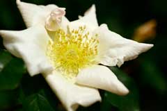 Rosa gigantea Manipur Wild-Tea Rose