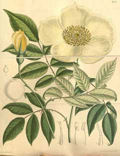 Rosa gigantea Manipur Wild-Tea Rose
