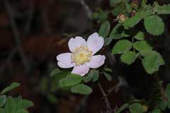 Rosa gymnocarpa Wood Rose, Dwarf rose, Gasquet rose Rosa gymnocarpa Wood Rose, Dwarf rose, Gasquet rose
