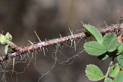 Rosa gymnocarpa Wood Rose, Dwarf rose, Gasquet rose Rosa gymnocarpa Wood Rose, Dwarf rose, Gasquet rose