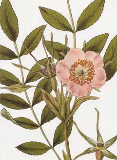 Rosa macrophylla Rosa macrophylla