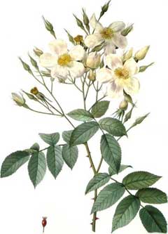 Rosa moschata Musk Rose Rosa moschata Musk Rose