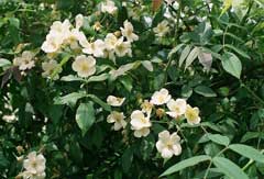 Rosa moschata Musk Rose Rosa moschata Musk Rose