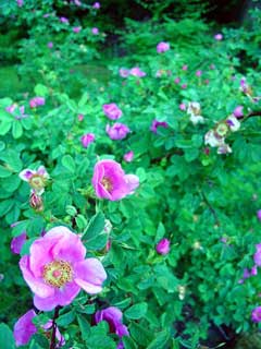 Rosa nutkana Nootka Rose, Bristly Nootka rose Rosa nutkana Nootka Rose, Bristly Nootka rose
