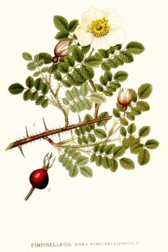 Rosa pimpinellifolia Burnet Rose, Scotch rose Rosa pimpinellifolia Burnet Rose, Scotch rose