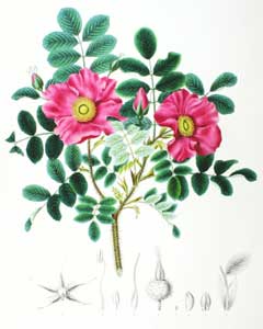 Rosa rugosa Ramanas Rose