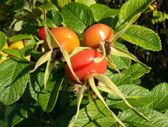 Rosa rugosa Ramanas Rose