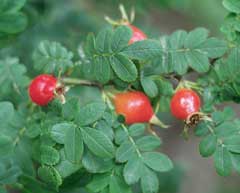Rosa sericea pteracantha Rosa sericea pteracantha
