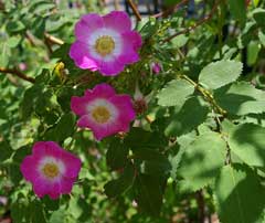 Rosa setipoda Rosa setipoda