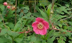 Rosa sweginzowii Sweginzow Rosa sweginzowii Sweginzow