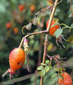 Rosa sweginzowii Sweginzow Rosa sweginzowii Sweginzow