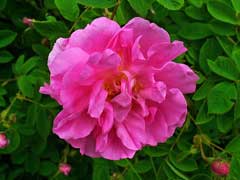 Rosa x damascena Damask Rose