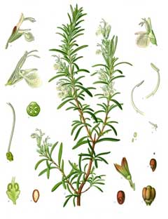 Rosmarinus officinalis Rosemary