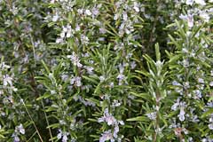 Rosmarinus officinalis Rosemary