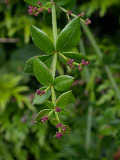 Rubia peregrina Wild Madder Rubia peregrina Wild Madder