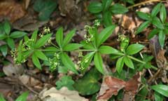 Rubia peregrina Wild Madder Rubia peregrina Wild Madder
