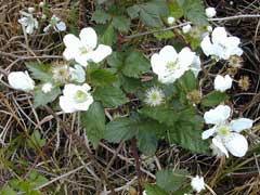 Rubus argutus Highbush Blackberry, Sawtooth blackberry Rubus argutus Highbush Blackberry, Sawtooth blackberry