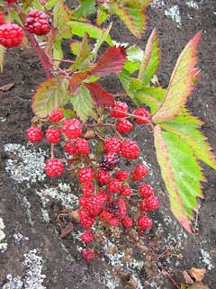 Rubus argutus Highbush Blackberry, Sawtooth blackberry Rubus argutus Highbush Blackberry, Sawtooth blackberry