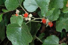 Rubus buergeri Rubus buergeri