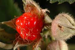 Rubus buergeri Rubus buergeri