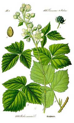 Rubus caesius Dewberry, European dewberry Rubus caesius Dewberry, European dewberry