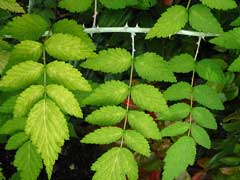 Rubus cockburnianus Rubus cockburnianus