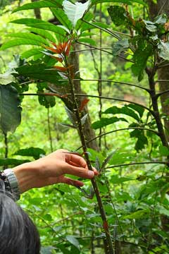 Rubus corchorifolius Fingerberry, Brombeere, Jute-leaved raspberry, Rubus corchorifolius Fingerberry, Brombeere, Jute-leaved raspberry,