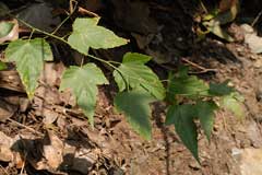 Rubus corchorifolius Fingerberry, Brombeere, Jute-leaved raspberry, Rubus corchorifolius Fingerberry, Brombeere, Jute-leaved raspberry,