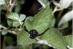 Rubus cuneifolius Sand Blackberry Rubus cuneifolius Sand Blackberry