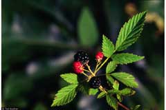 Rubus enslenii Northern dewberry Rubus enslenii Northern dewberry