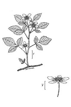 Rubus enslenii Northern dewberry