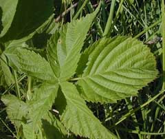 Rubus frondosus Yankee Blackberry Rubus frondosus Yankee Blackberry