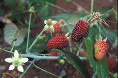 Rubus glaucus Mora De Castilla, Andes berry Rubus glaucus Mora De Castilla, Andes berry