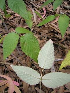 Rubus glaucus Mora De Castilla, Andes berry Rubus glaucus Mora De Castilla, Andes berry