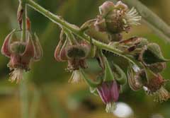 Rubus henryi Rubus henryi