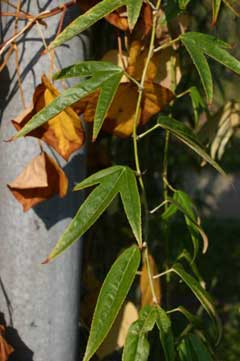 Rubus henryi Rubus henryi