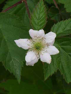 Rubus hirsutus Rubus hirsutus
