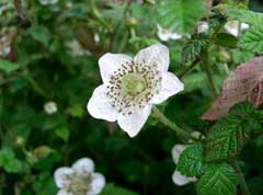 Rubus hirsutus Rubus hirsutus