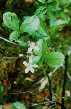Rubus hispidus Swamp Dewberry, Bristly dewberry Rubus hispidus Swamp Dewberry, Bristly dewberry