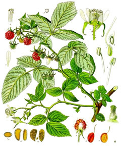 Rubus idaeu Raspberry, American red raspberry, Grayleaf red raspberry
