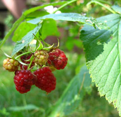 Rubus idaeu Raspberry, American red raspberry, Grayleaf red raspberry