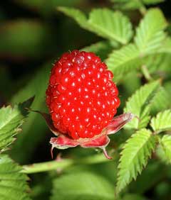 Rubus illecebrosus Strawberry-Raspberry