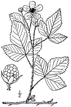 Rubus invisus Upland dewberry